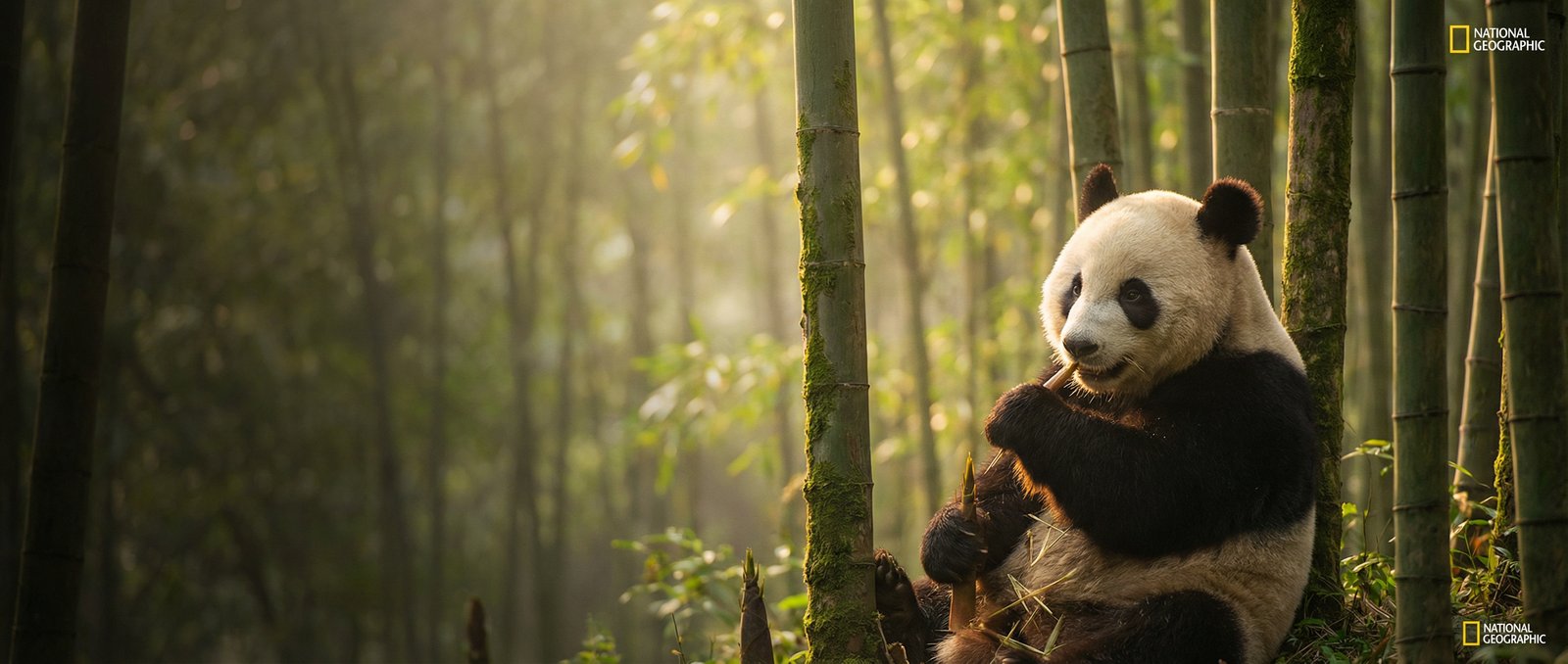 情侣自拍动物写真与视频社区